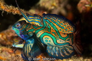 male and female Mandarin fish courtship just before they ... by Alan Johnson 